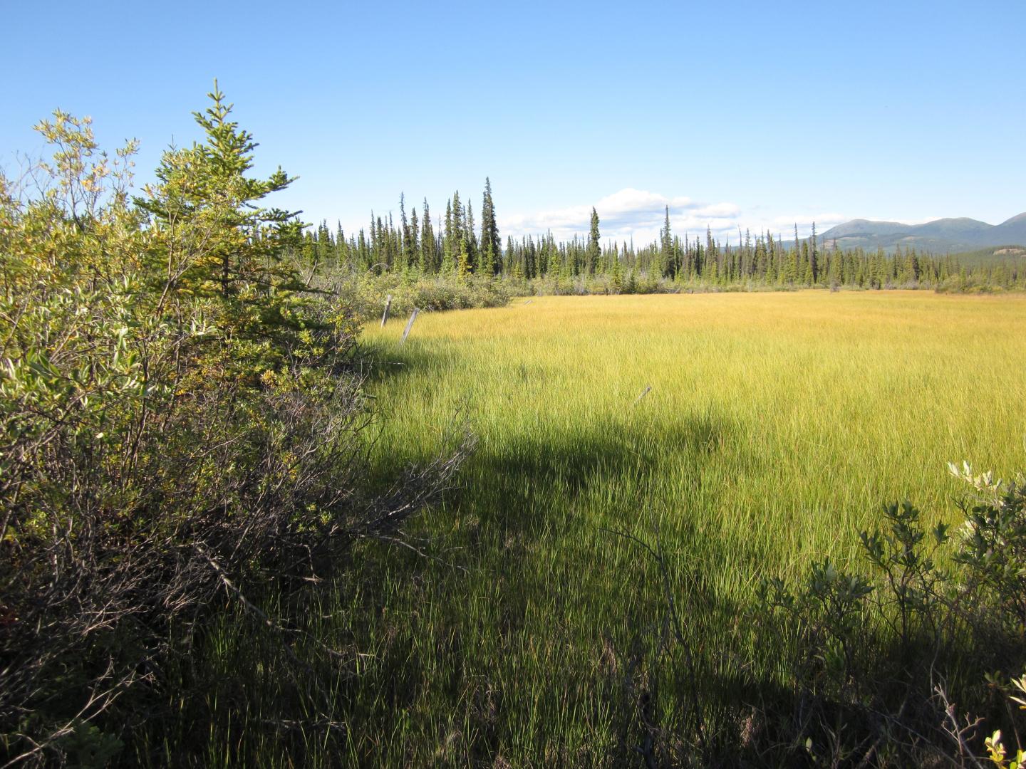 Permafrost