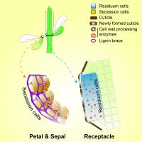 Schematic Graphic