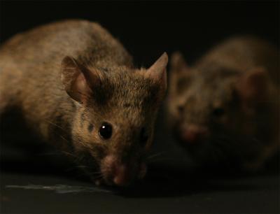 Thanks to Darcin, Mice Remember Where Their Mates Were (3 of 4)