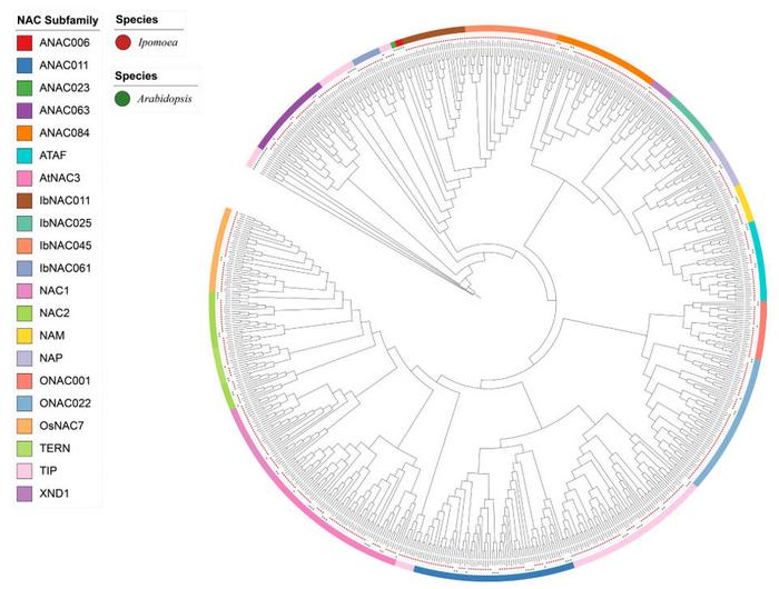 Phylogenetic tree of the NAC gene family.