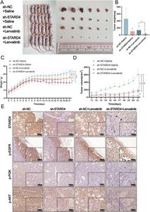 STARD4 knockdown suppresses tumorigenesis and enhances the anti-tumor effect of lenvatinib in vivo.