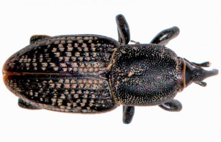 Rocky Mountain billbug