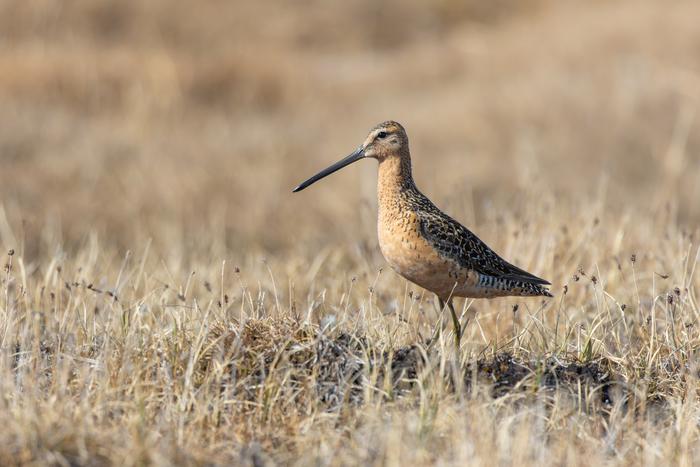 Long-billed dowitcher