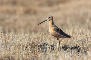 Long-billed dowitcher