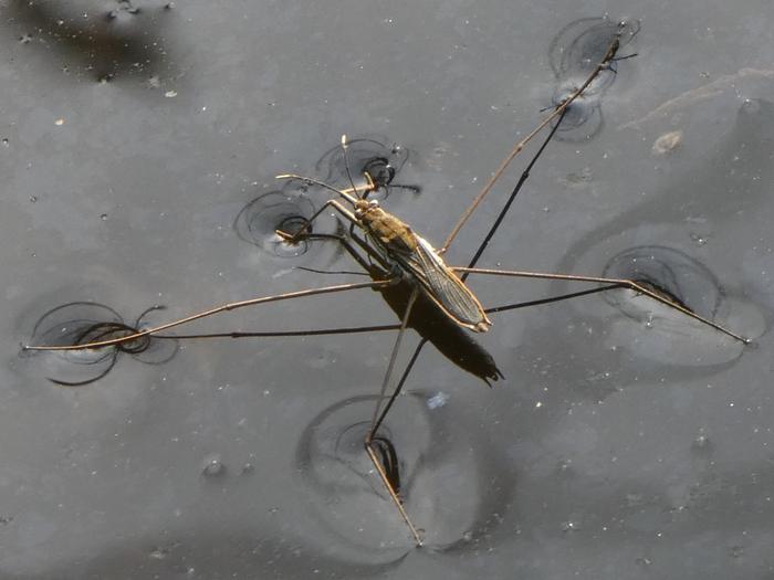 Aquarius paludum – Gerrinae (Gerridae) water strider