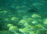 Tropical Fish