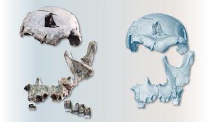 Virtual reconstruction of fossil face of 1.5 million-year-old human ancestor.