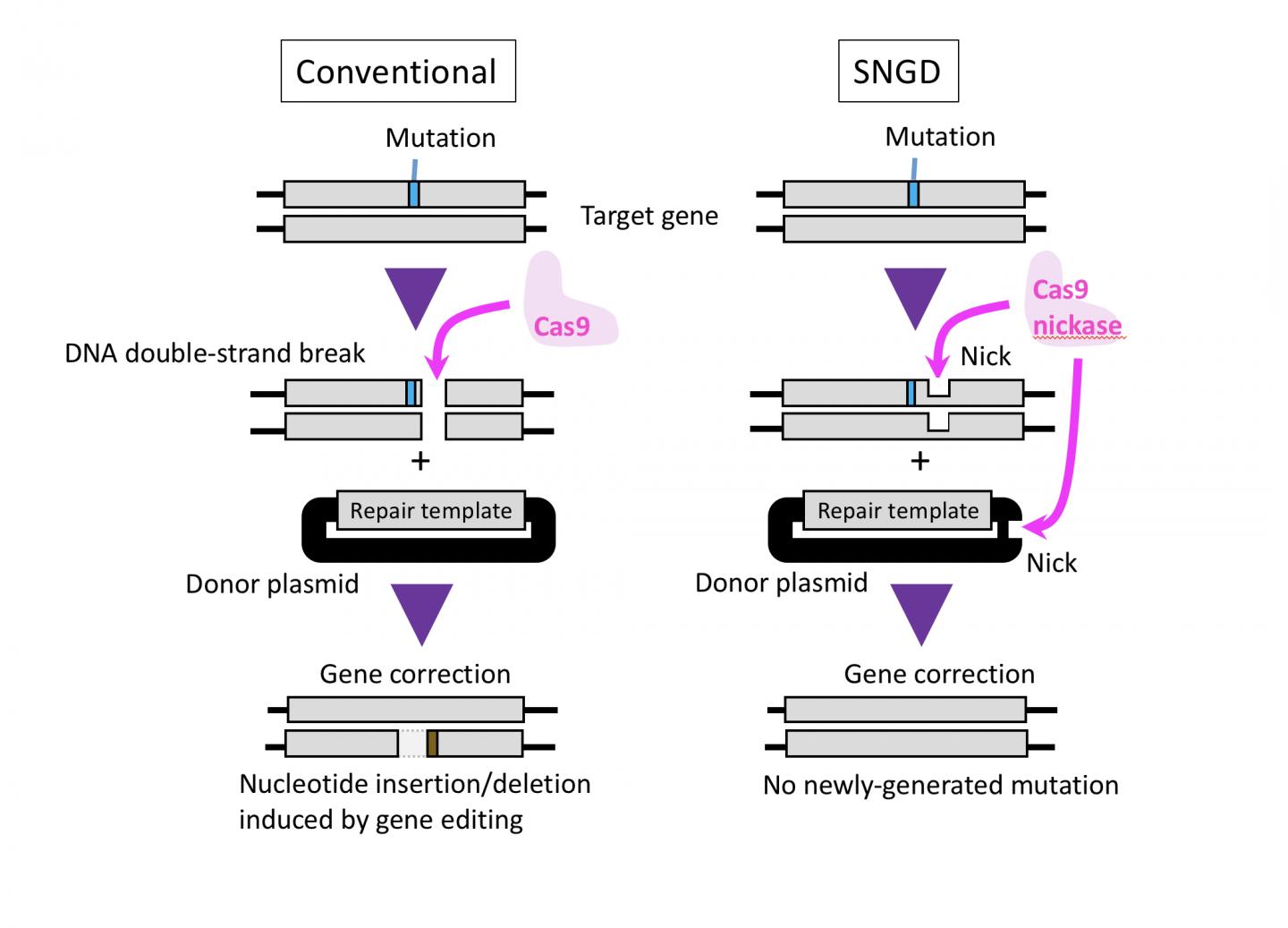 Fig.1. Cas9 Introduces a DNA Double-Strand Break in the Target Gene