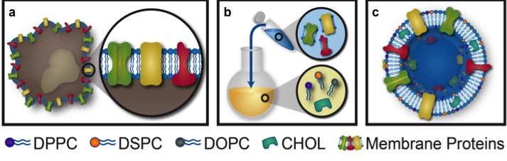Leukosome Synthesis and Formulation