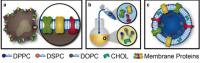 Leukosome Synthesis and Formulation