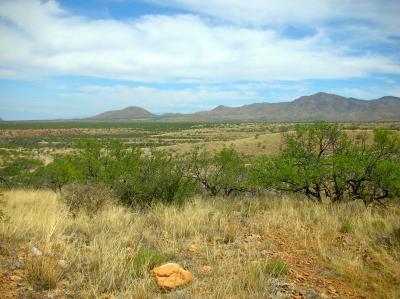Trees and Shrubs are Taking Over Grasslands