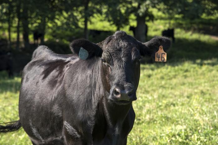 Angus cow at UT Plateau AgResearch and Education Center