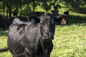 Angus cow at UT Plateau AgResearch and Education Center