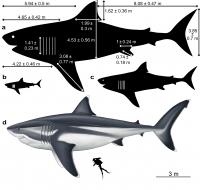 Computational Reconstruction