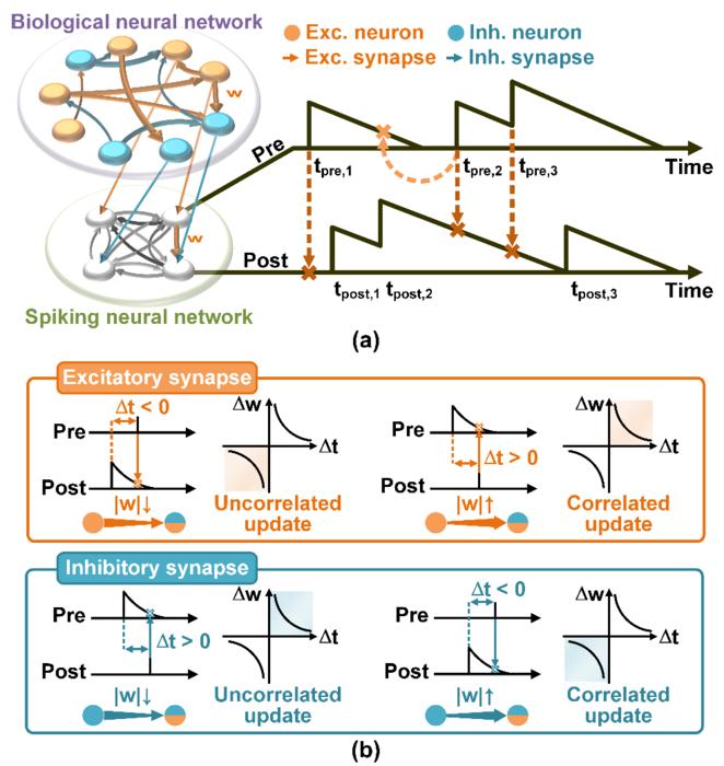 [Figure 1] Principles of real-time neural network analysis methods using neuromorphic systems