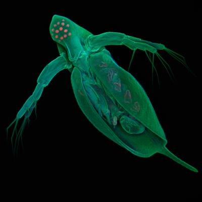<I>Daphnia pulex</I>