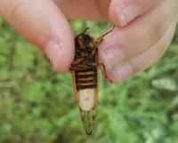 Cicada