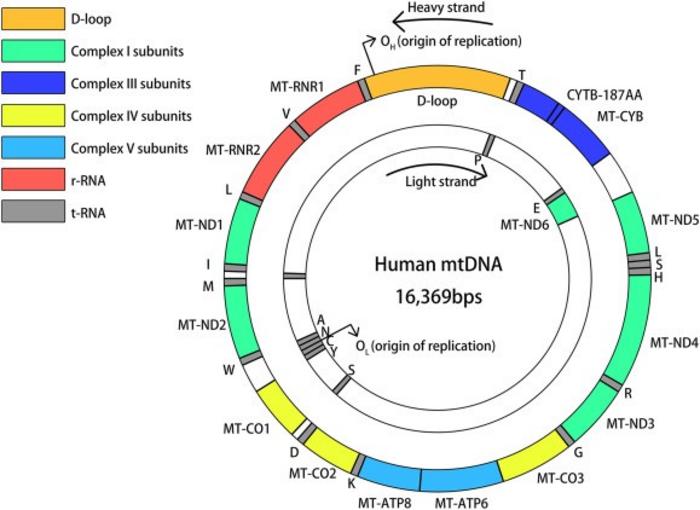 Structure of mtDNA and the location of the RNA it encodes.