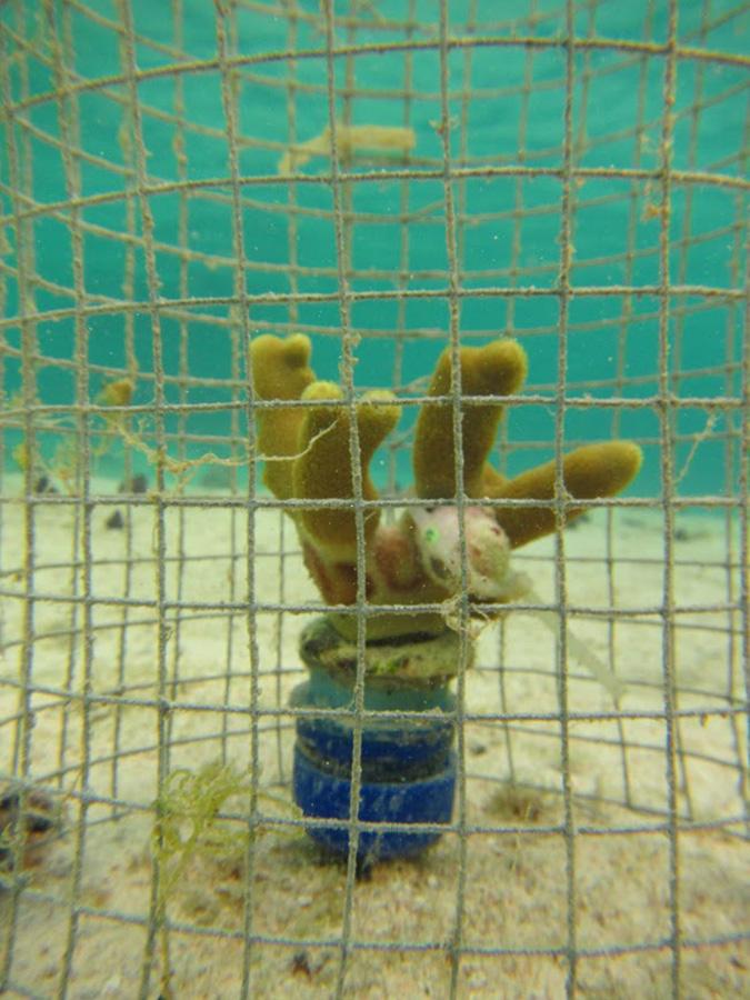 Studying Impact Of Snails On Coral