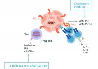 Treg Cells