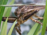 <i>Lethocerus patruelis</i> Adult