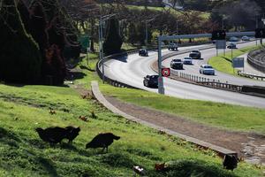Birds next to a highway