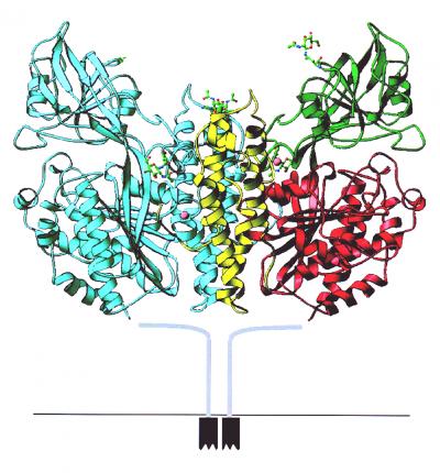 X-ray Crystallography Image of TfR1