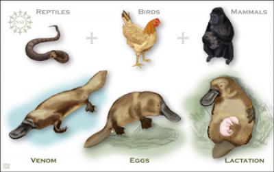 Platypus DNA