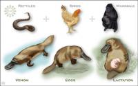 Platypus DNA