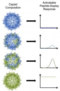 Capsid Components