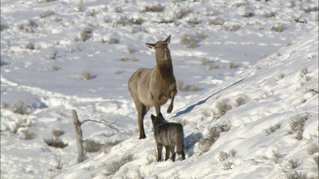 Yellowstone Elk and Wolf