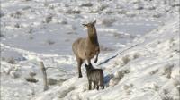 Yellowstone Elk and Wolf