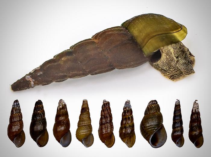 Snails of ancient Lake Biwa revisited