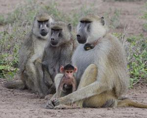 Infant baboon with adult male baboon