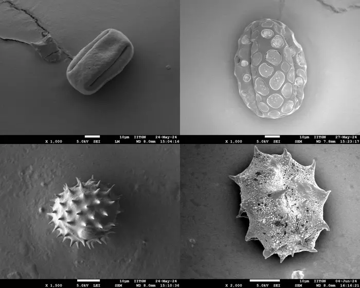 Pollen grains of different plants captured through scanning electron microscopy