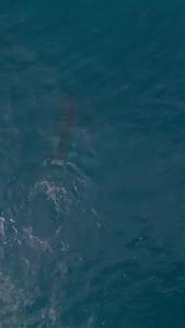 A whale calf breaches