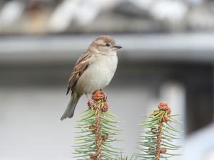 House Sparrow (Passer domesticus)