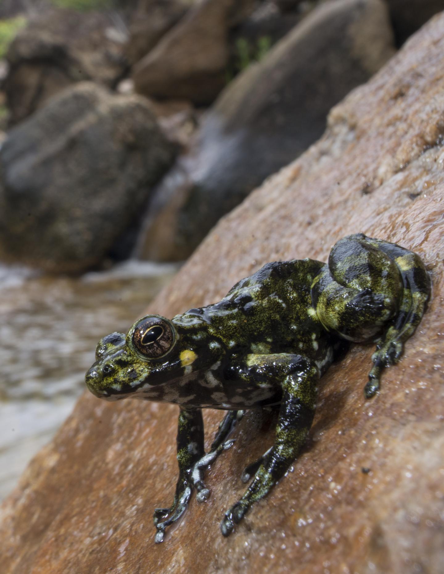 After the Extinction of the Dinosaurs Came the Rise of Frogs