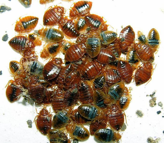 Bed Bugs