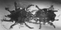Top View of Mating Mite