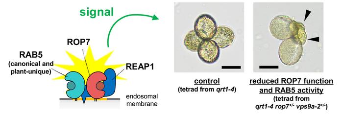 The RAB5–REAP1–ROP7 signaling network supports normal pollen development.