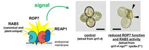 The RAB5–REAP1–ROP7 signaling network supports normal pollen development.