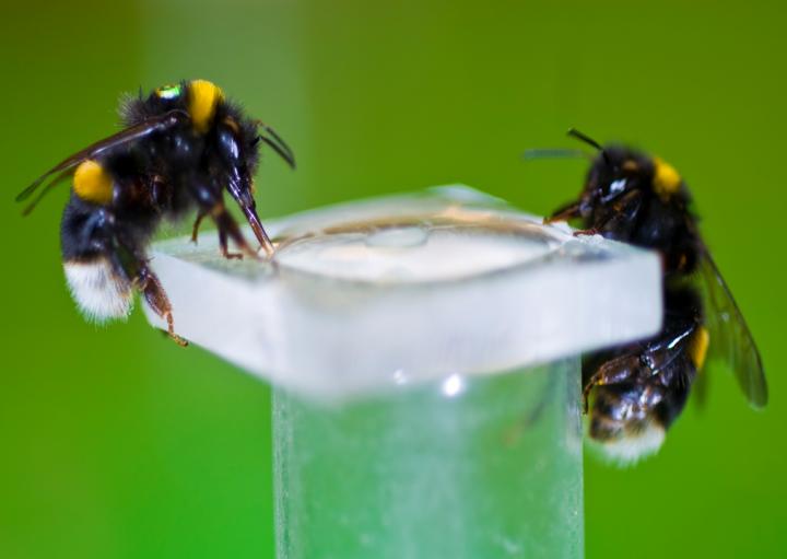 Bumblebee