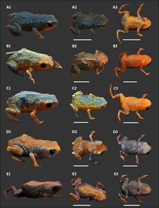A new species of Brachycephalus (Anura: Brachycephalidae) from Serra do Quiriri, northeastern Santa Catarina state, southern Brazil, with a review of the diagnosis among species of the B. pernix group and proposed conservation measures