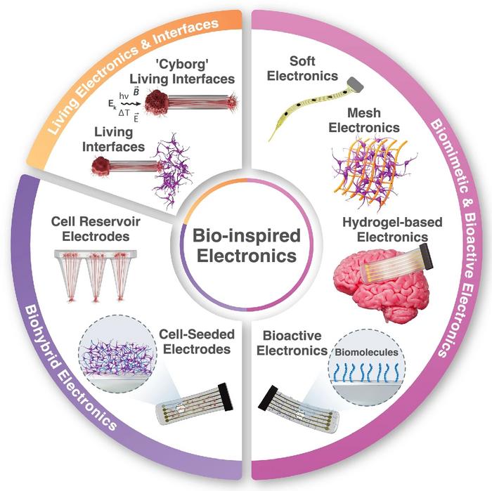 INU researchers present roadmap of ultra-thin crystalline silicon-based bioelectronics