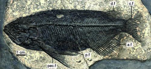 Holotype 
