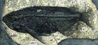 Holotype 