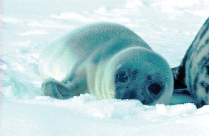Seal Pup Day 1