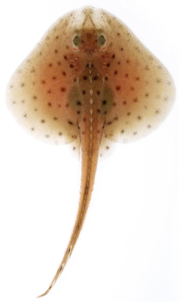 Little Skate Hatchling