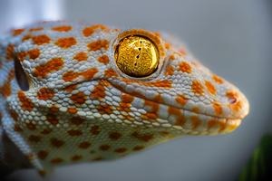 Scientists uncover auditory “sixth sense” in geckos 